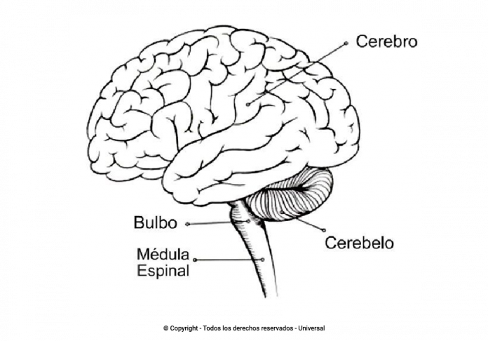 Los Mejores Dibujos De Cerebros Para Colorear Todo Para Colorear