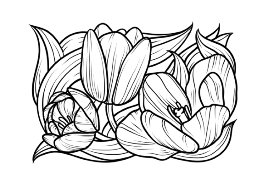 ▷ Los Mejores Dibujos de Tulipanes para Colorear ☀️