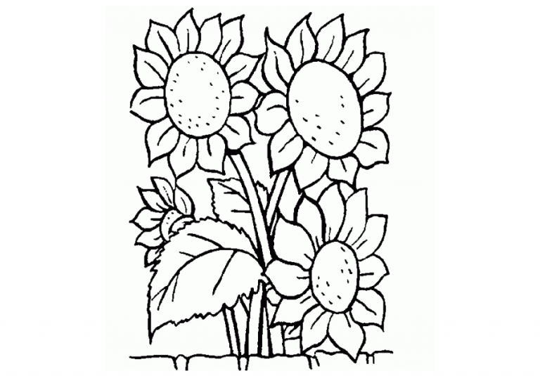 Los Mejores Dibujos De Girasoles Para Colorear ☀️ Todo Para Colorear 1603