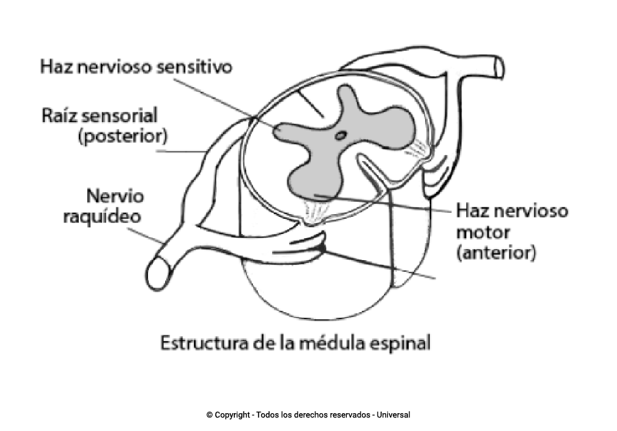 Los Mejores Dibujos Del Sistema Nervioso Para Colorear ☀️ - Todo Para ...